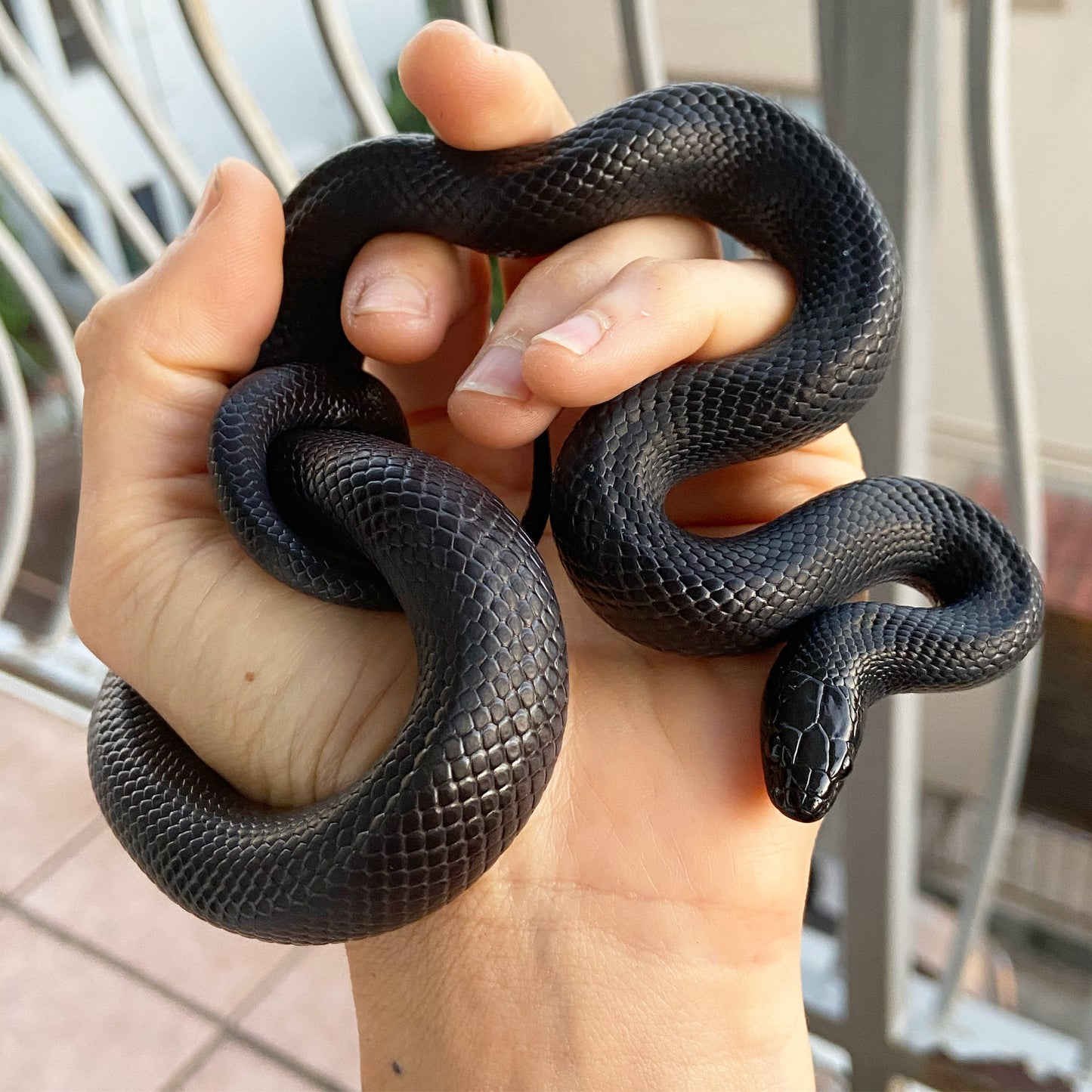 2" Antiqued Brass Snake Shed Cuff Bracelet (Mexican Black Kingsnake)