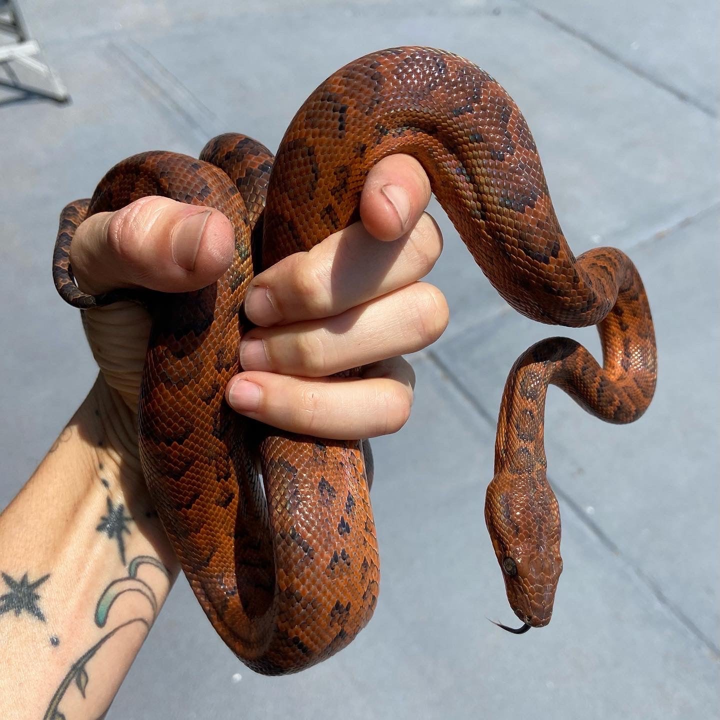 Snake Shed Necklace- Reversible Tiffany Patina- Copper