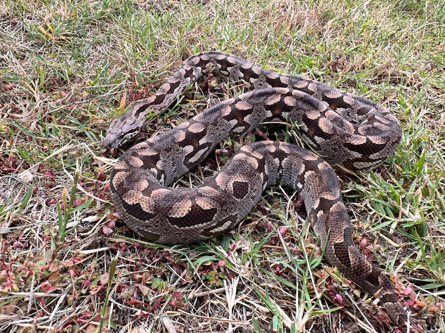 1.5" Antiqued Brass Snake Shed Cuff Bracelet (Dumerils Boa)