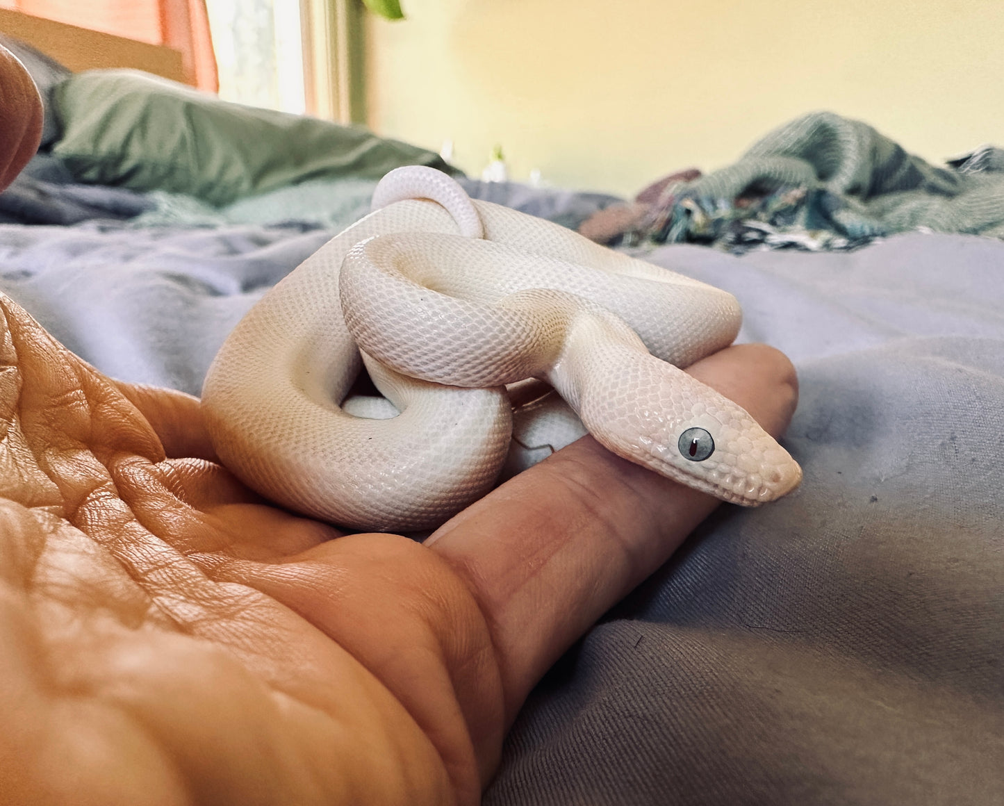 1.5" Antiqued Copper Snake Shed Cuff Bracelet (Colombian Rainbow Boa)