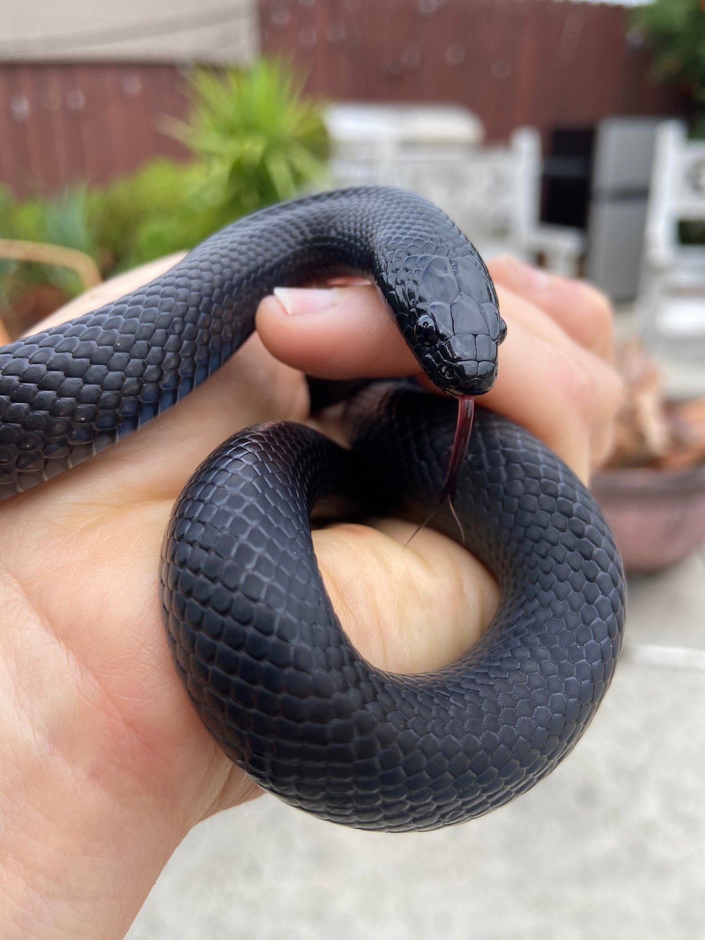 2" Antiqued Copper Snake Shed Cuff Bracelet (Mexican Black Kingsnake)