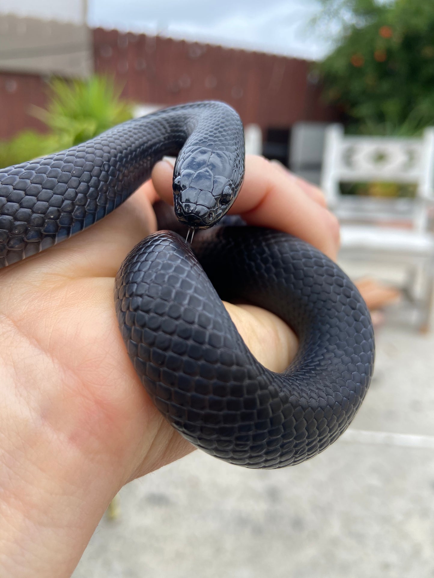 2" Copper Snake Shed Cuff Bracelet (Mexican Black Kingsnake)
