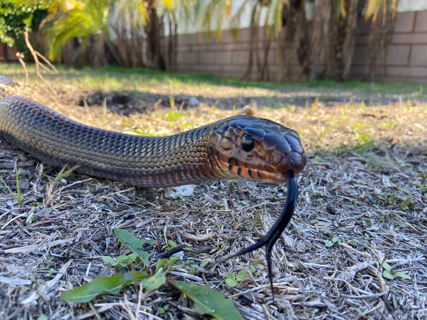 2" Copper Snake Shed Cuff Bracelet (Eastern Indigo)