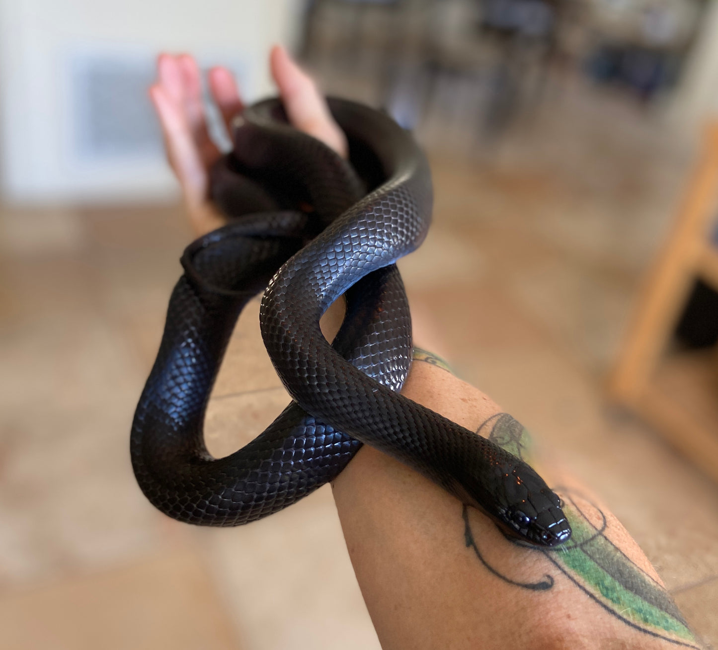 2" Brass Snake Shed Cuff Bracelet (Mexican Black Kingsnake)