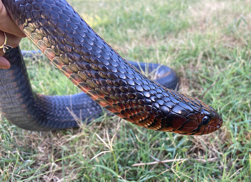 1.25" Copper Snake Shed Cuff Bracelet (Eastern Indigo)