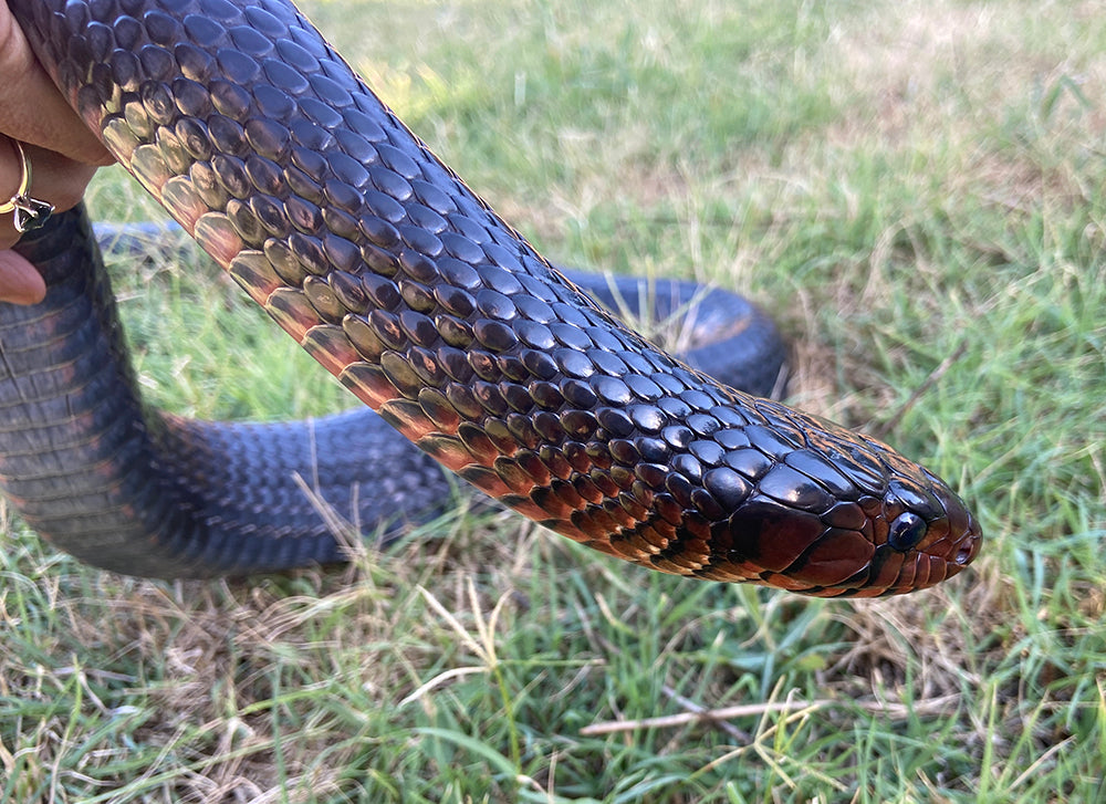 1.25" Copper Snake Shed Cuff Bracelet (Eastern Indigo)