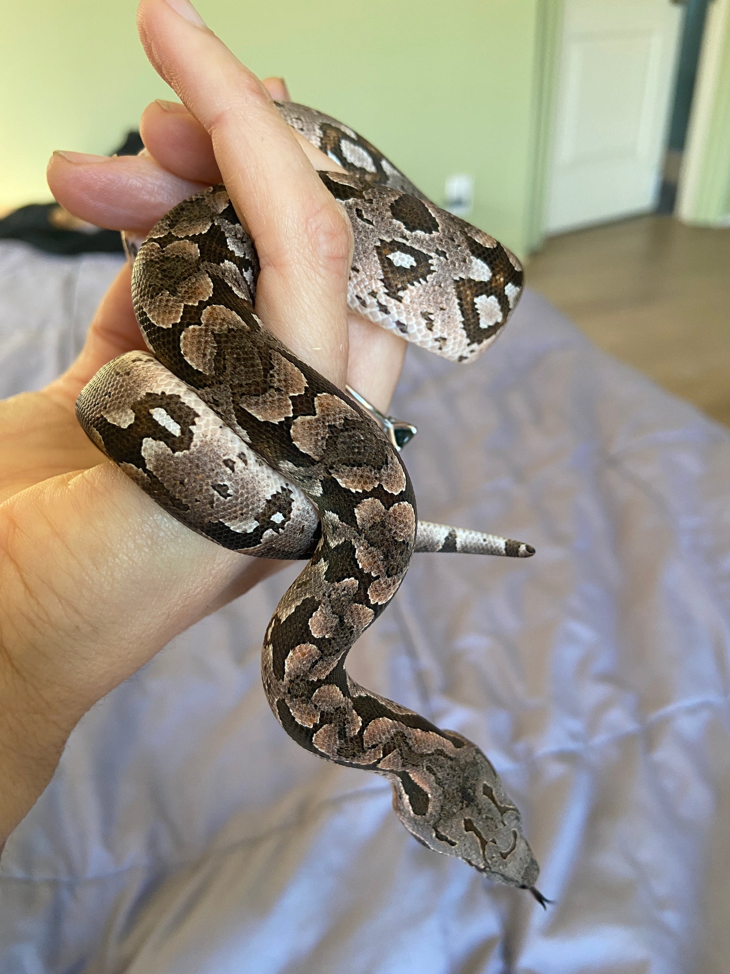 2" Copper Snake Shed Cuff Bracelet (Dumerils Boa)